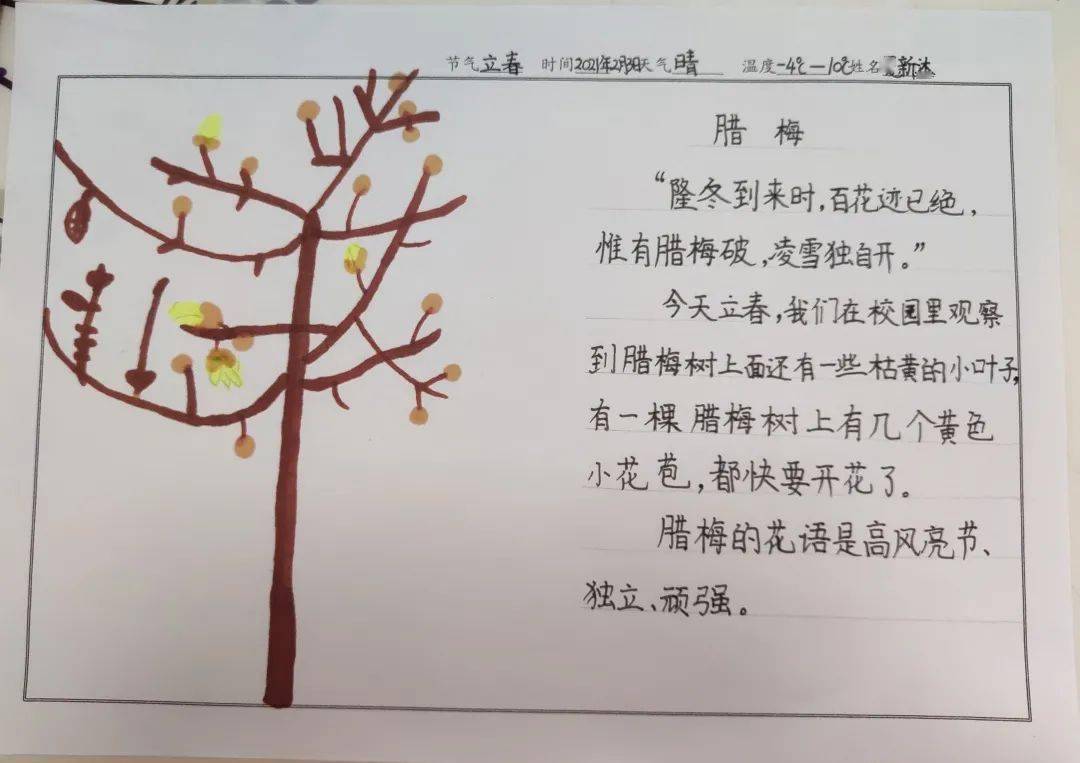 腊梅花观察记录表图片