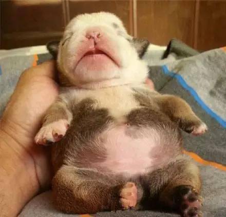 小奶狗圆嘟嘟的小肚子~好萌