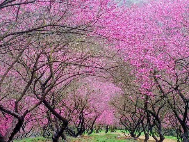 宁波奉化梅花谷图片