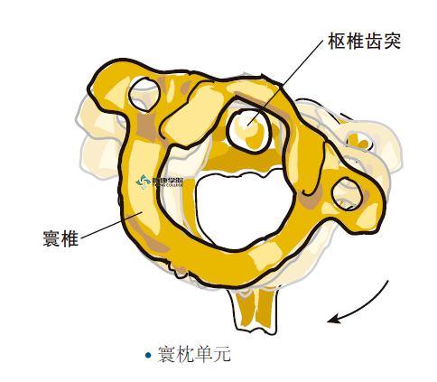 疼痛解剖学 颈椎骨性结构的功能解剖 运动