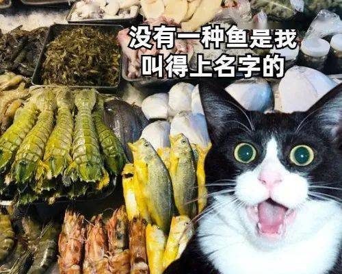 當北方貓貓第一次見到南方海鮮時...... 萌趣萌寵 第1张