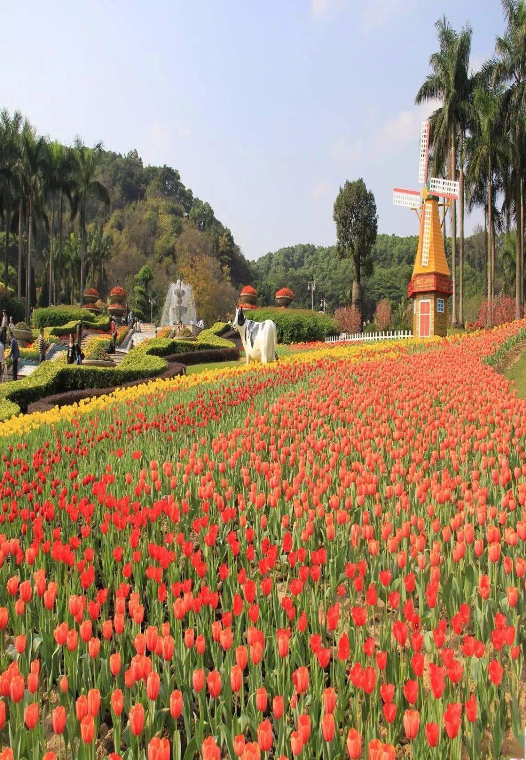 过年在广州无花不成春节今年赏花买花新玩法