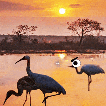 这份属于江西人的贺岁表情包请查收!_白鹤