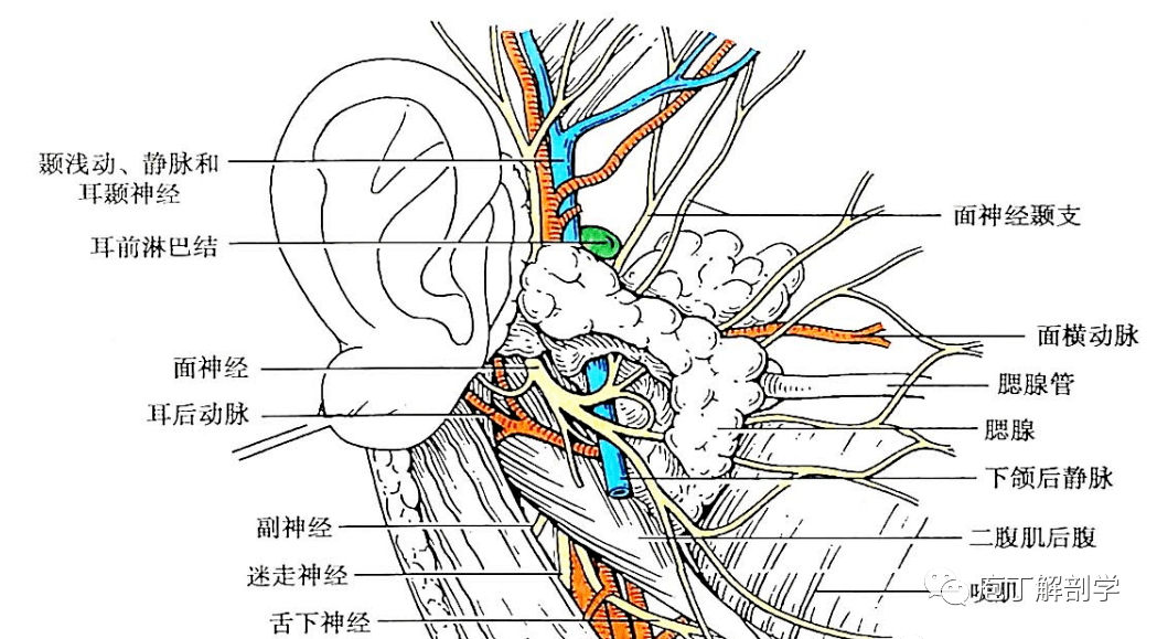 腮腺局部解剖图图片