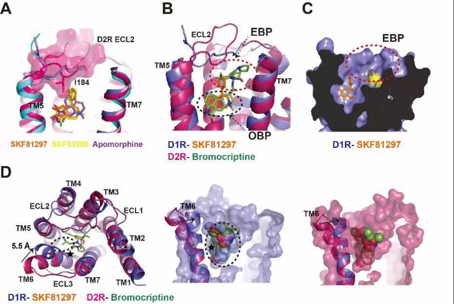 徐華強課題組合作首次揭示多巴胺受體d1r和d2r配體與g蛋白選擇性的