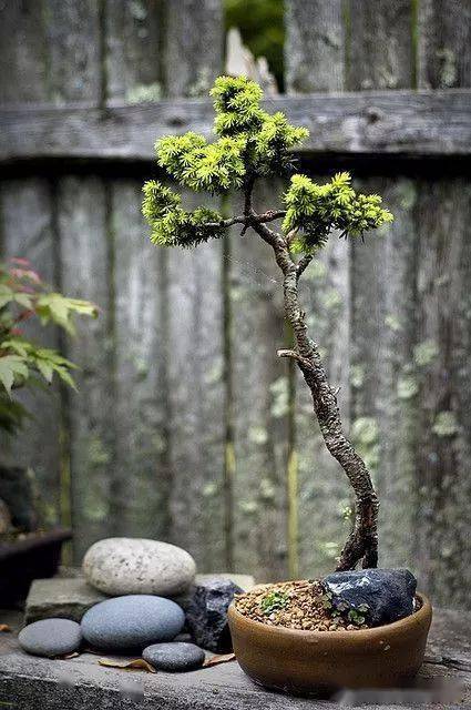 中式禅意盆景绝美