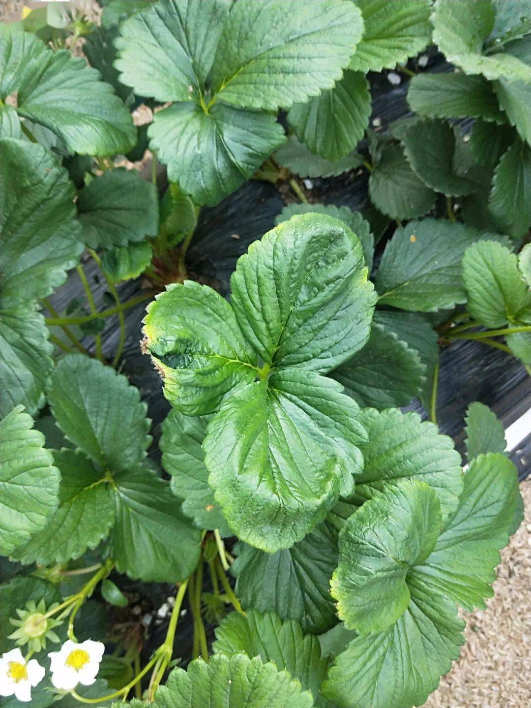 草莓缺素了咋办这些方法要知道