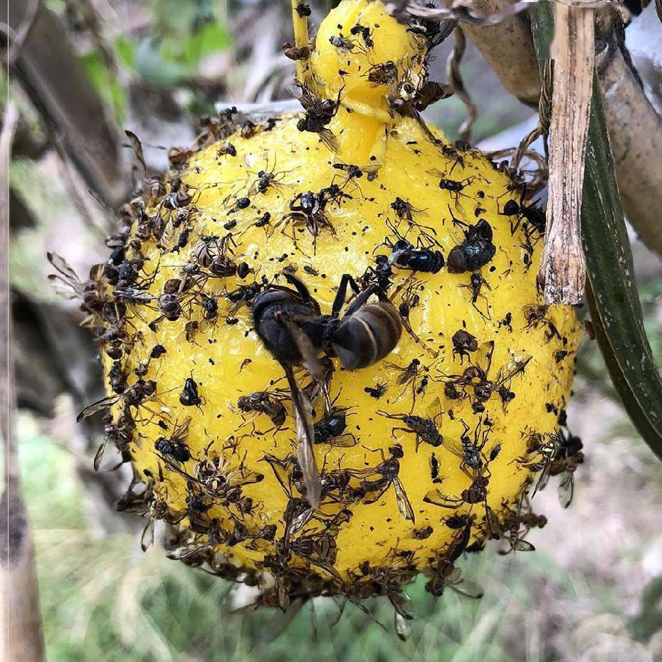 柑橘大实蝇成虫分段防治技术