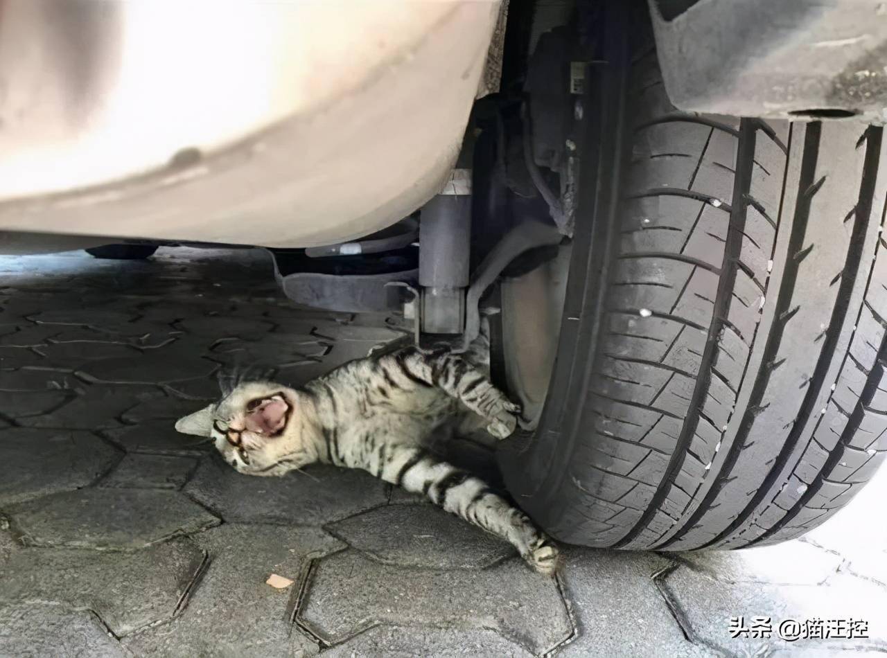 猫躲在车底,刚好打了个哈欠,不知道的还以为它被碾了