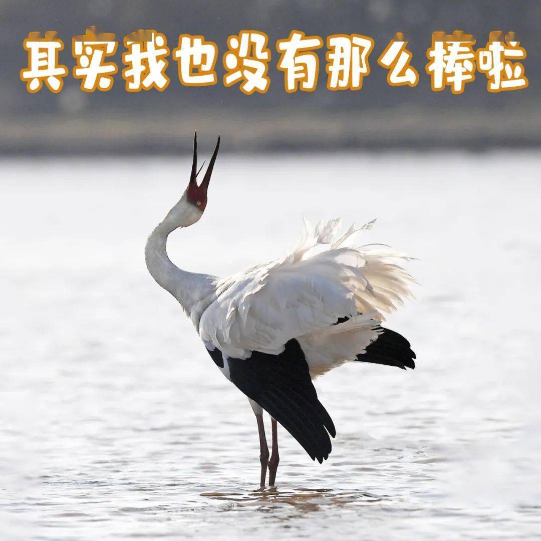 来咯来咯这份属于江西人的贺岁表情包请查收