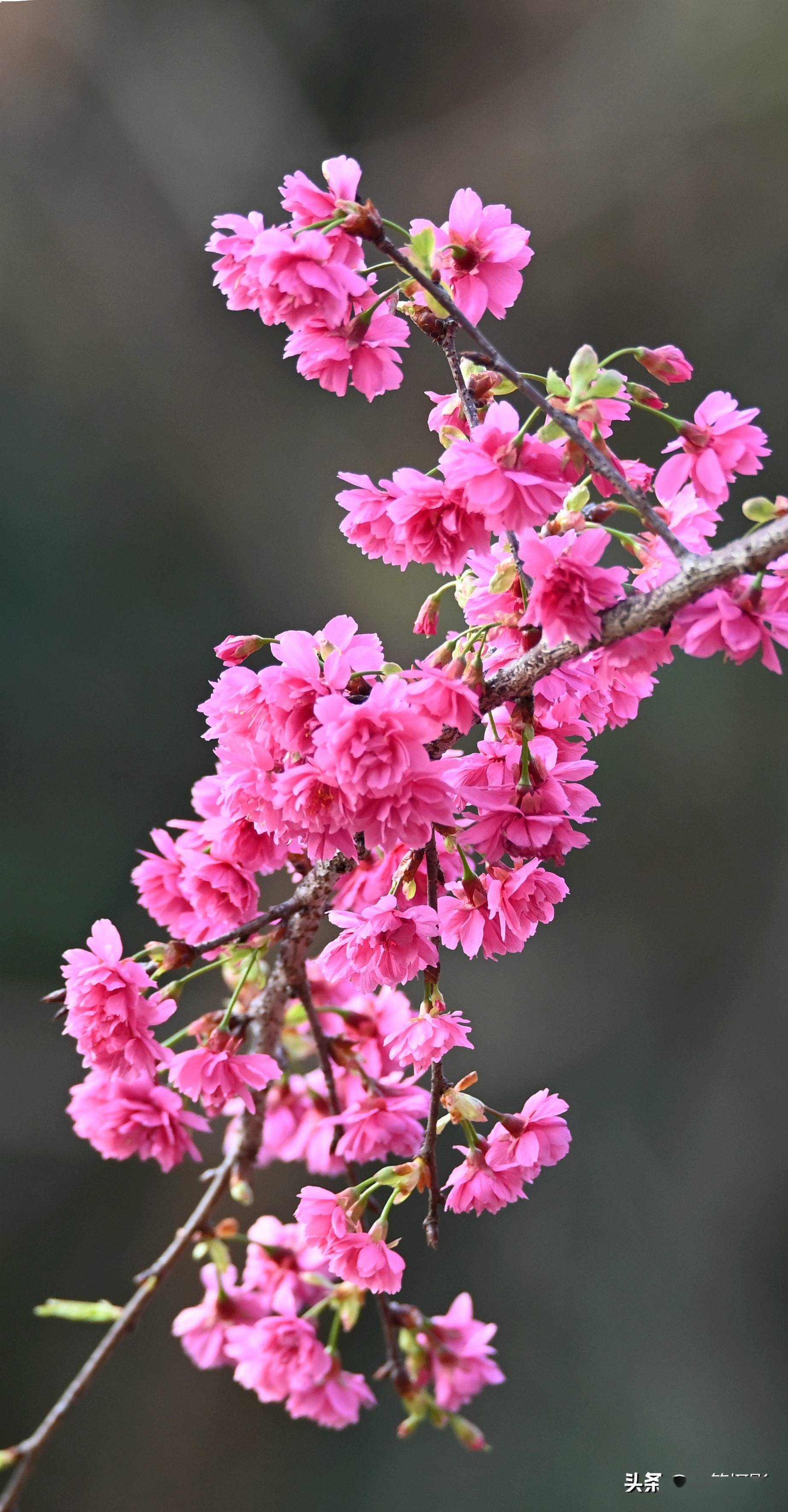 重瓣钟花樱桃,满屏迎新年_樱花