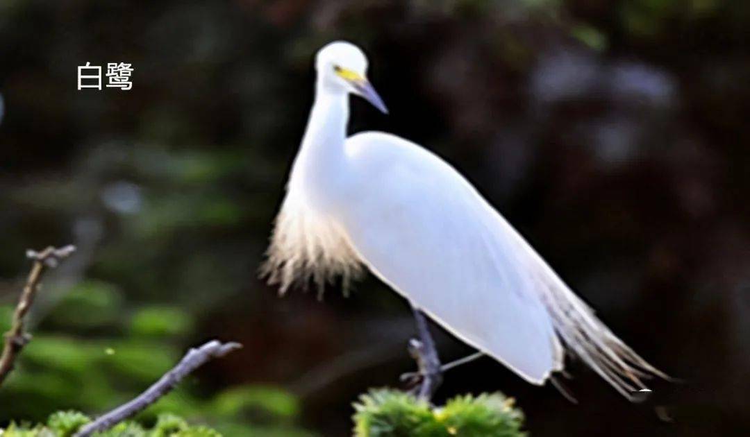 白鹭与白鹤的区别和水产养殖与 鸟吃鱼 的探讨 保护