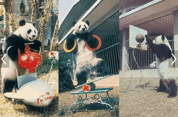 它渐渐学会了晃板,骑车,投篮,举重等杂技技能,从一众大熊猫中脱颖而出