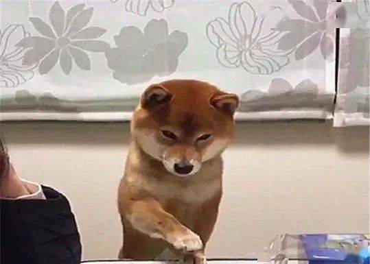 柴犬在偷吃邊緣瘋狂試探，被發現後無處安放的小爪子萌翻了 萌趣萌寵 第2张