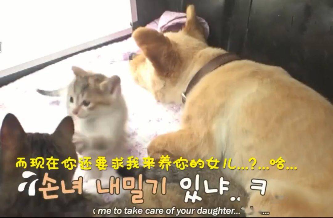 狗媽媽竟然生出了一隻貓寶寶，主人無比確定：是真的，不騙人！ 萌趣萌寵 第13张
