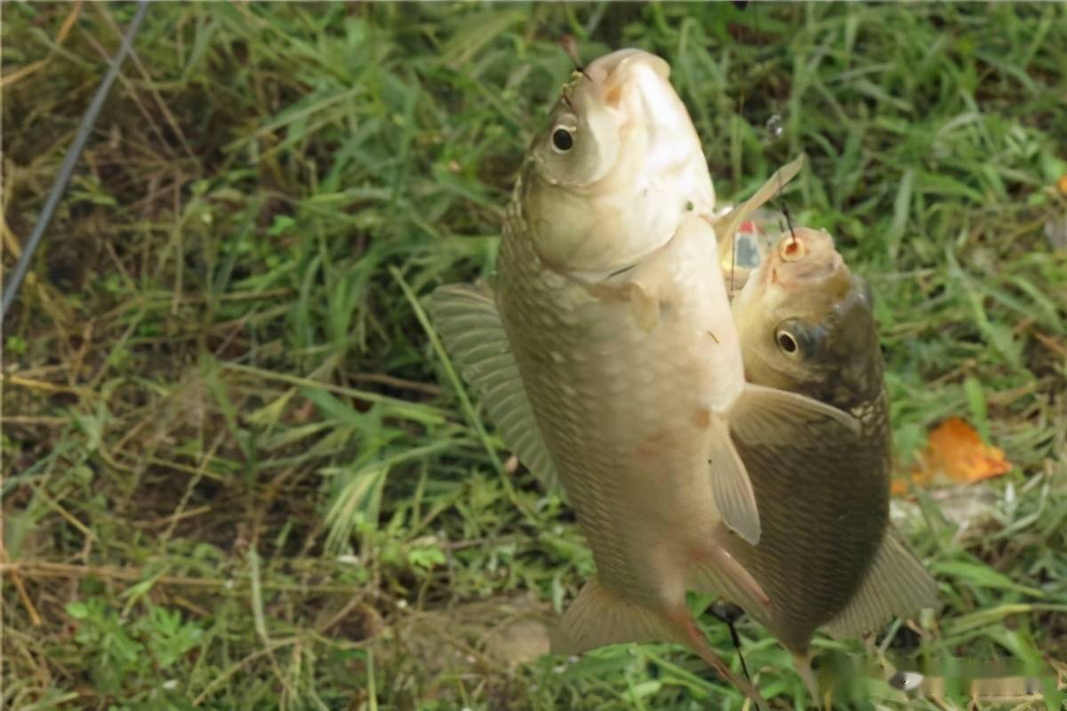 適合春季釣鯽魚的幾種調漂方法,快速簡單,漂相也清晰