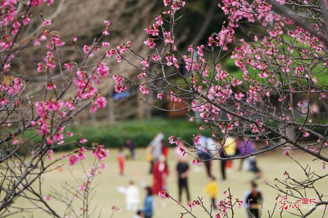 广西南宁：赏樱花过大年