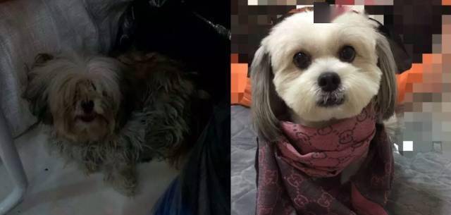 路上偶遇一隻長毛怪，剃毛後大家驚呆：它竟然如此美！ 萌趣萌寵 第10张