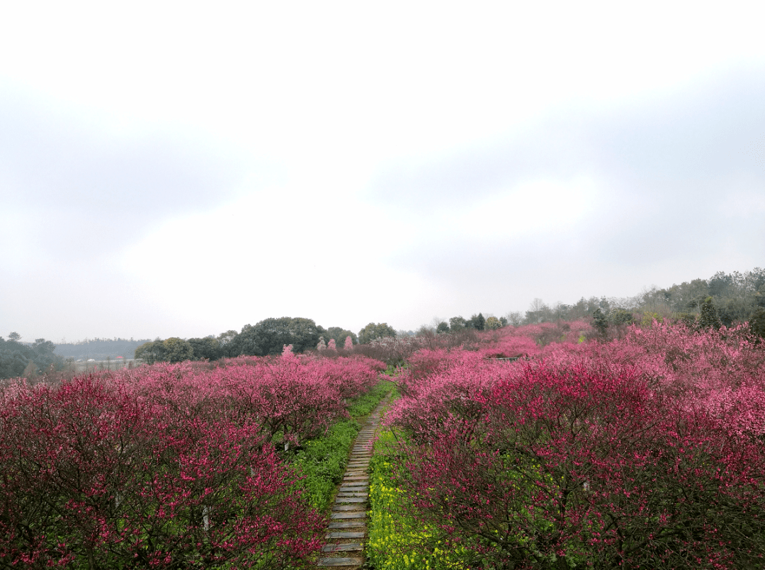 美极了万株梅花争相绽放就在南昌境内趁着免门票赶紧去