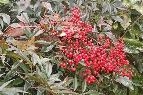 喜气洋洋~龙井"红果儿"闹新春咯