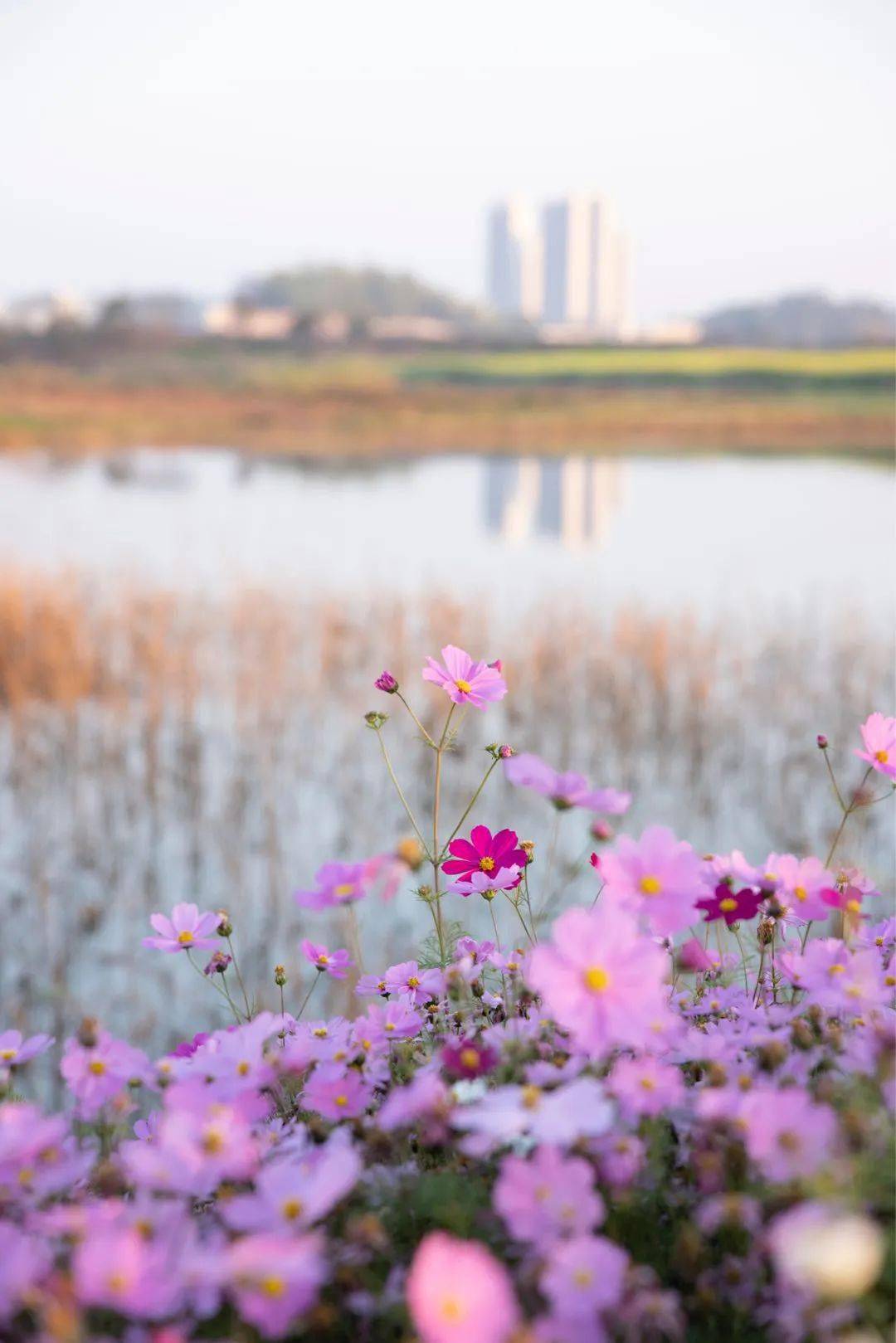 桥头七彩花田成市民新春假期打卡地