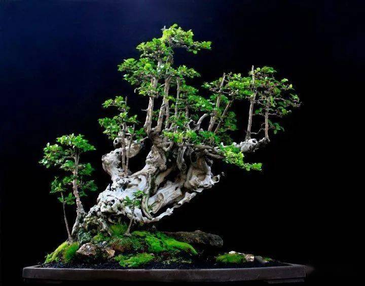 日久年深,鲜活的树苗已经深深融入枯木之中,合为一体,让枯木逢春,焕发