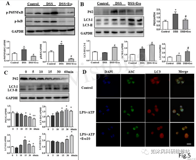 药理可投if423年刊1500例文吴茱萸碱通过激活自噬和抑制nlrp3炎性小体