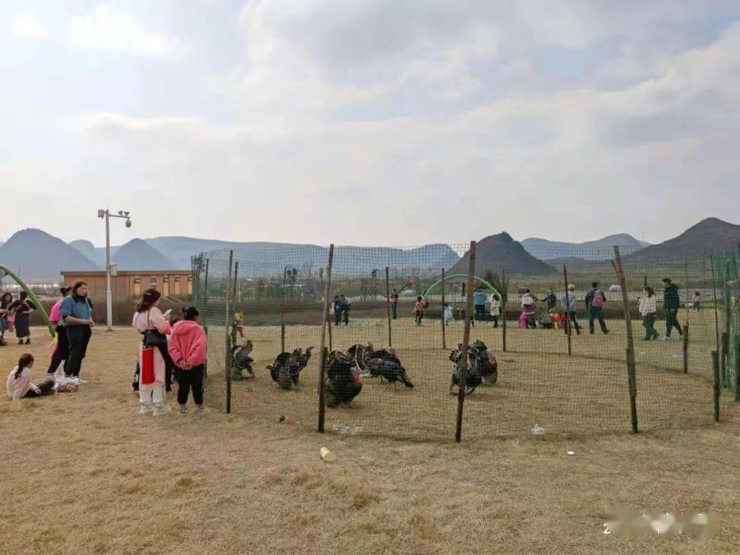 年初三我们去了七眼桥镇的米粒儿亲子农庄