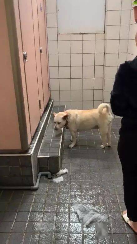 狗子在女廁排隊，它全程害羞的低著頭，網友笑噴：你也來上廁所啊！ 萌趣萌寵 第1张
