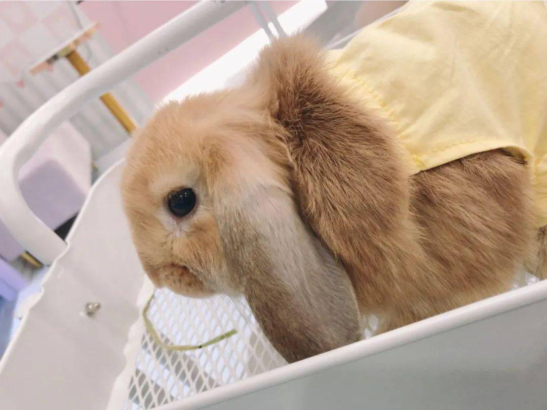 499元抢兔小姐missrabbit萌兔体验馆单人撸兔套餐搭配精致下午茶20只