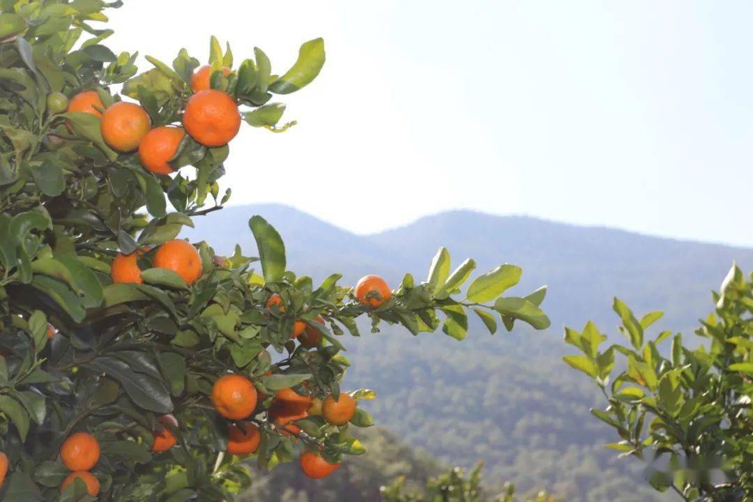 春节假期,快约上家人来宝华镇光乐母古腊下村摘橘子和香橼_种植
