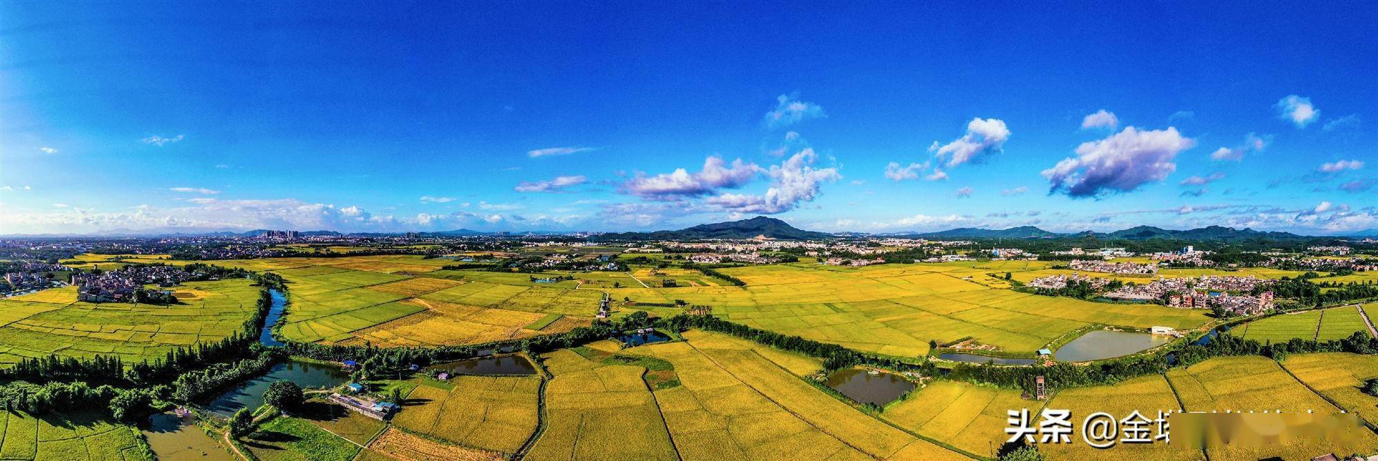 广东鹤山:址山田园稻飘香_谭成伟
