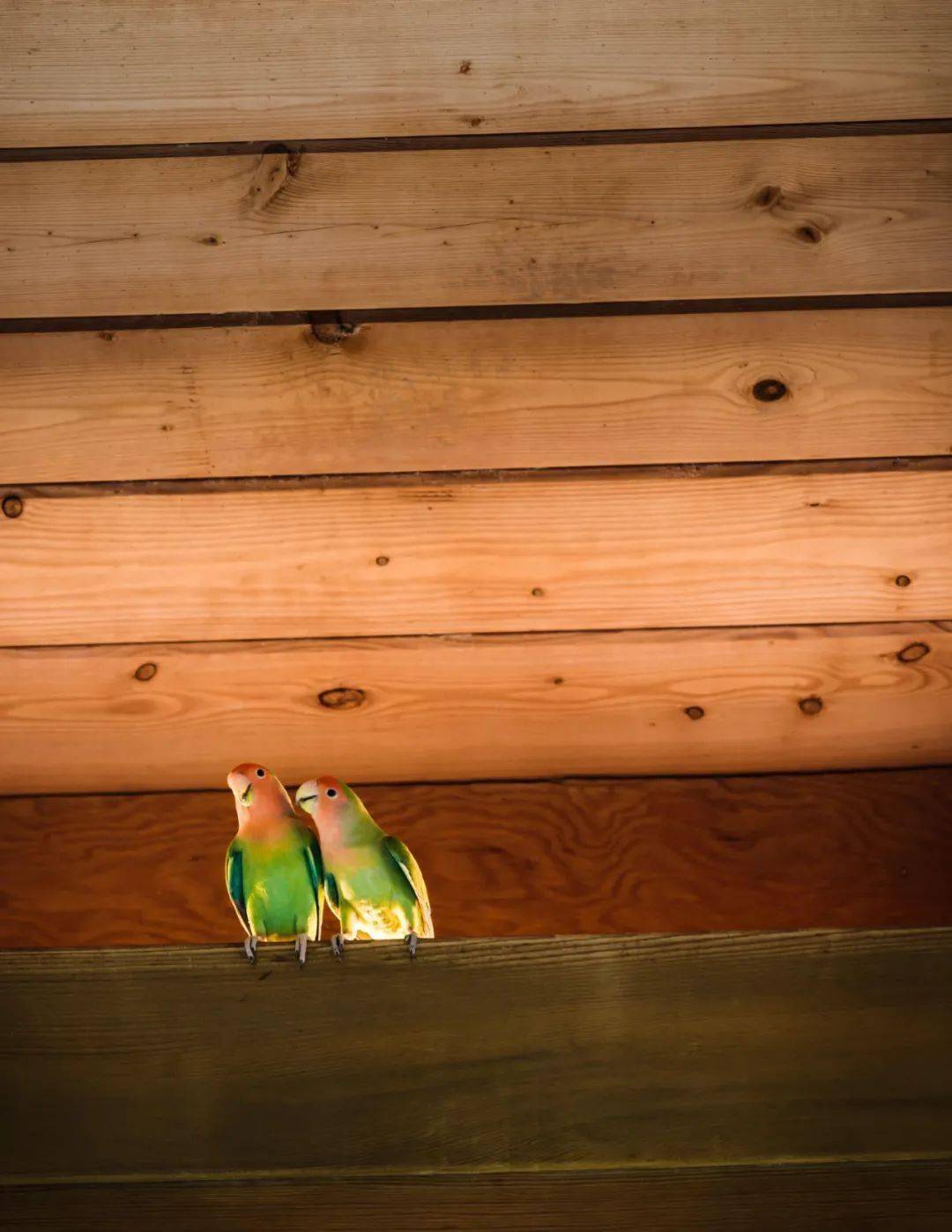 the birdcage by philpotts interiors