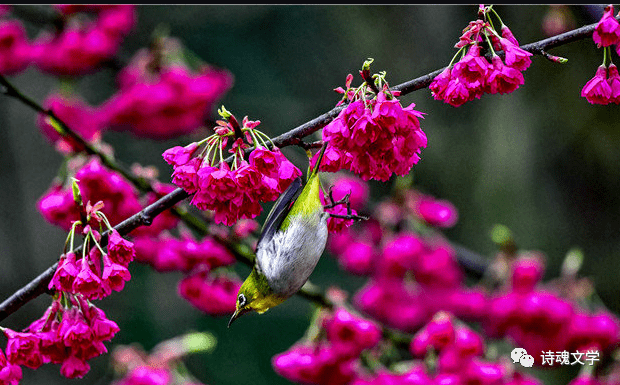 大亚湾诗魂杯大赛作品-雪棠专辑