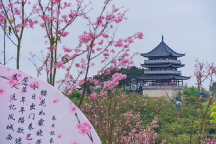 青秀山的樱花烂漫，美成仙境，邀你赴一场春日盛会！