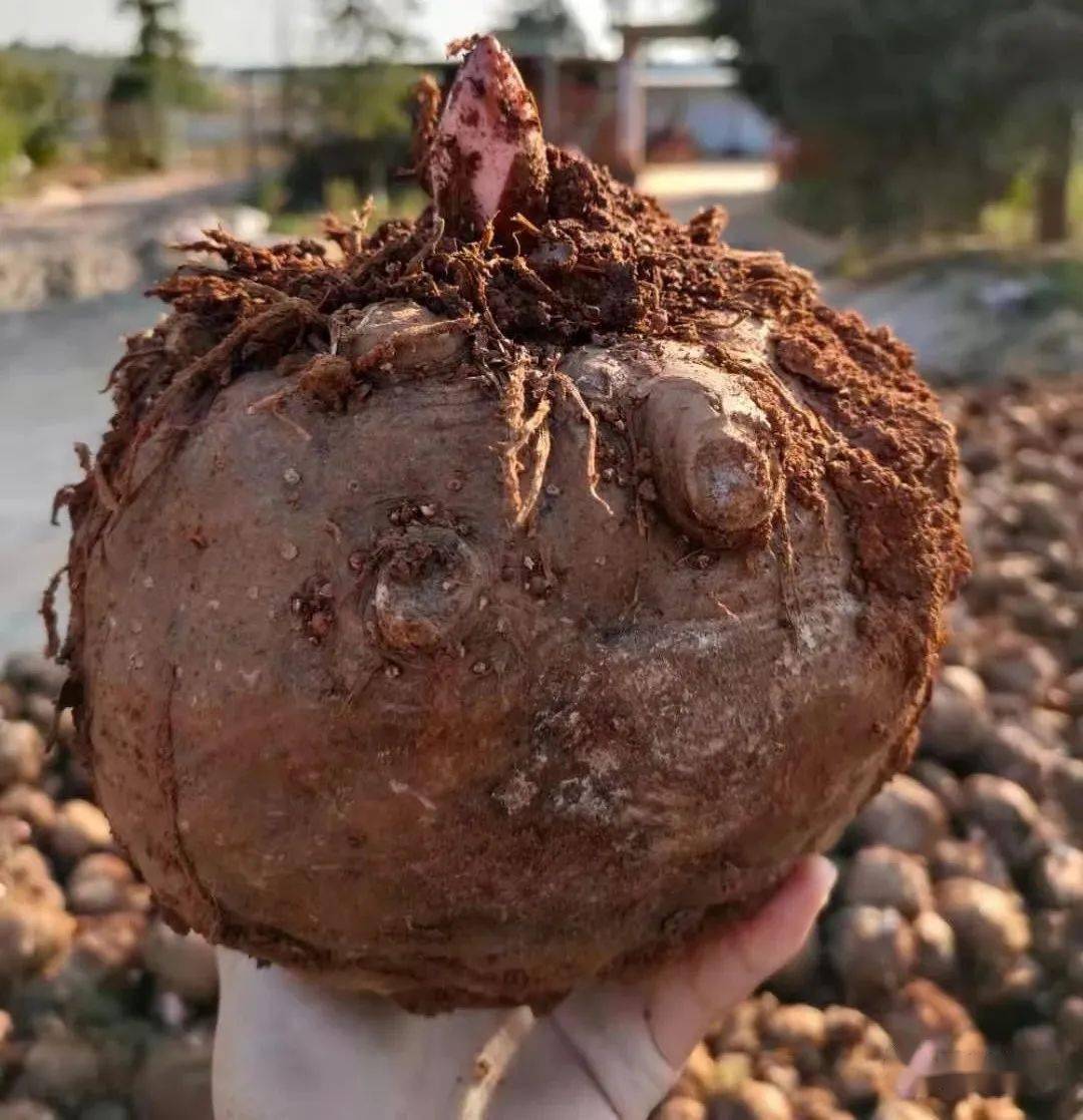 2021年景天魔芋开工通知新年工作任务汇报新年招聘