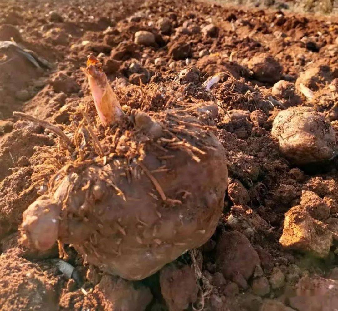 2021年景天魔芋开工通知新年工作任务汇报新年招聘