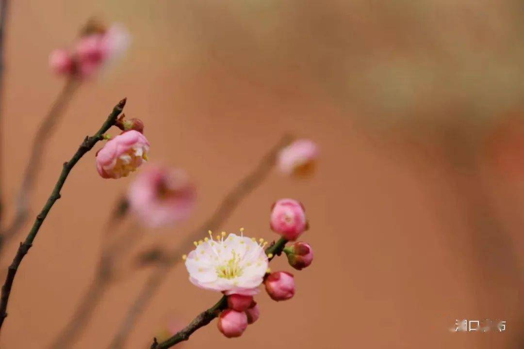 春节做粑忙 您知道湖口最会做粑是哪个乡镇 流泗镇