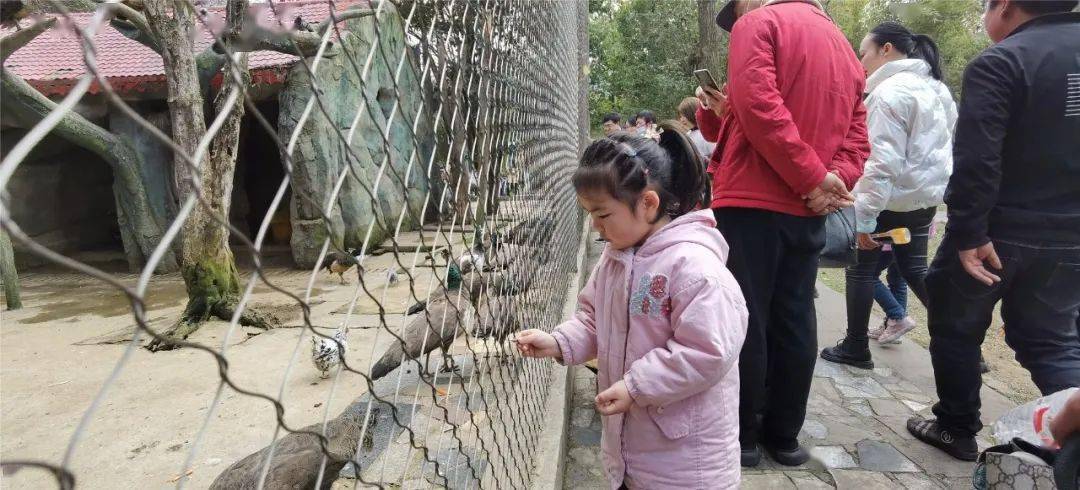 春节假期欢乐多，动物游乐园里人气旺