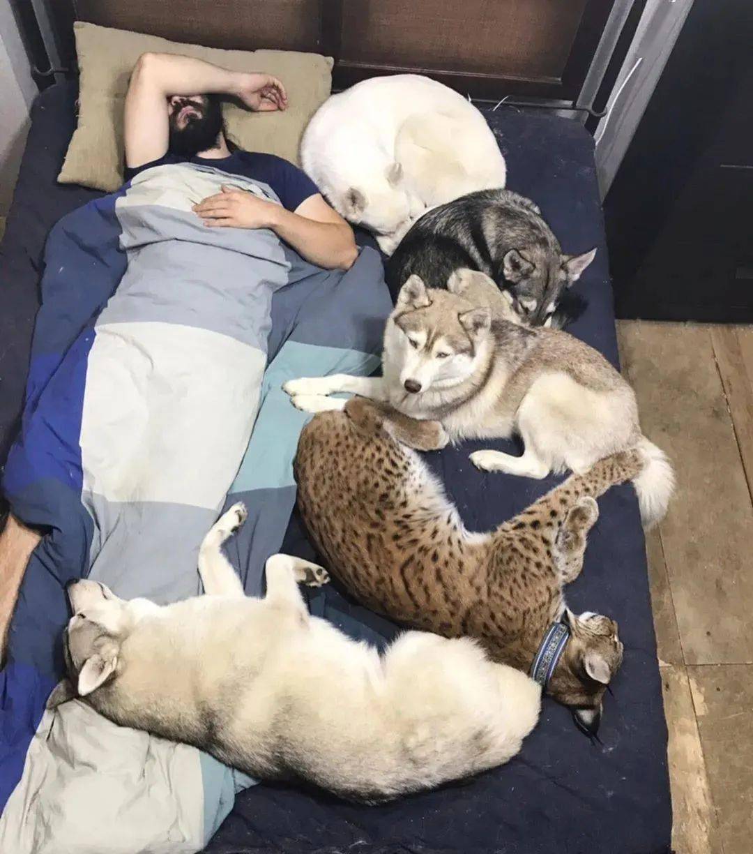 救了2隻山貓交給8隻大傻狗養，結果...這猛獸怎麼狗里狗氣的？ 萌趣萌寵 第18张