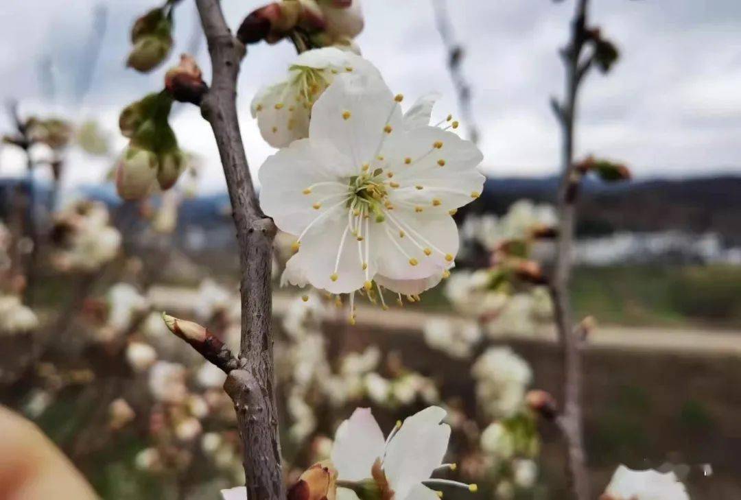 贵州这两地的樱桃花开了!将迎最美赏花季