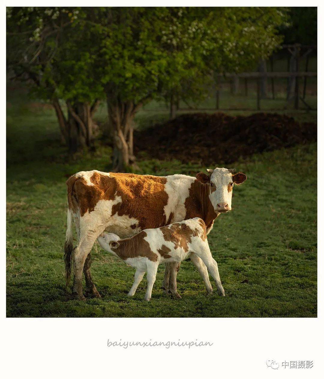 《 初生牛犊 》 摄影家白云翔牛图欣赏