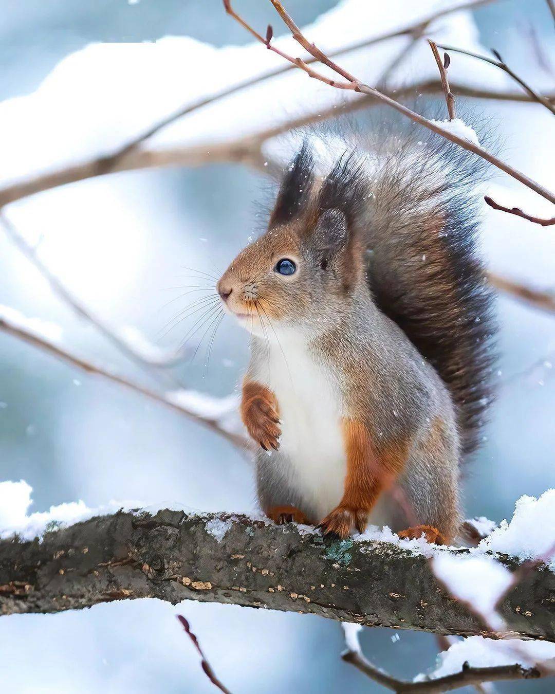 芬兰除了寒冷,还有这萌萌的森林动物们