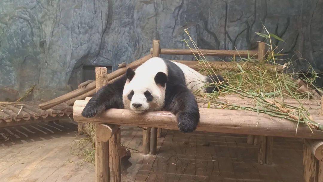 什么气冲天的成语动物_成语故事图片(2)