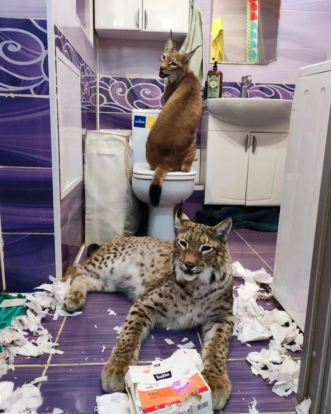 救了2隻山貓交給8隻大傻狗養，結果...這猛獸怎麼狗里狗氣的？ 萌趣萌寵 第25张