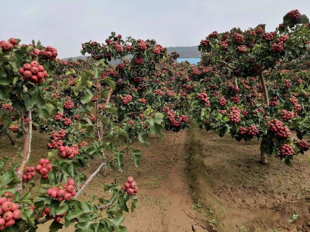 山楂树春季管理一定要做好这几点