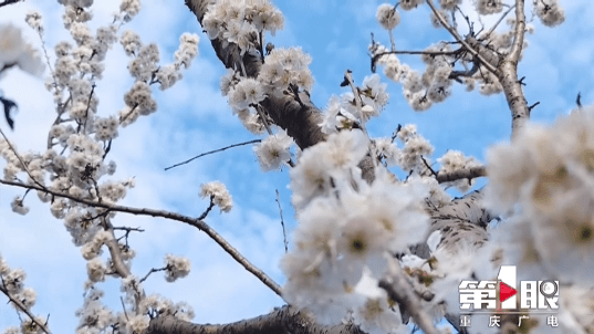 报早春！开州樱桃树花开了，你还有近半个月的赏花时间_im电竞(图4)