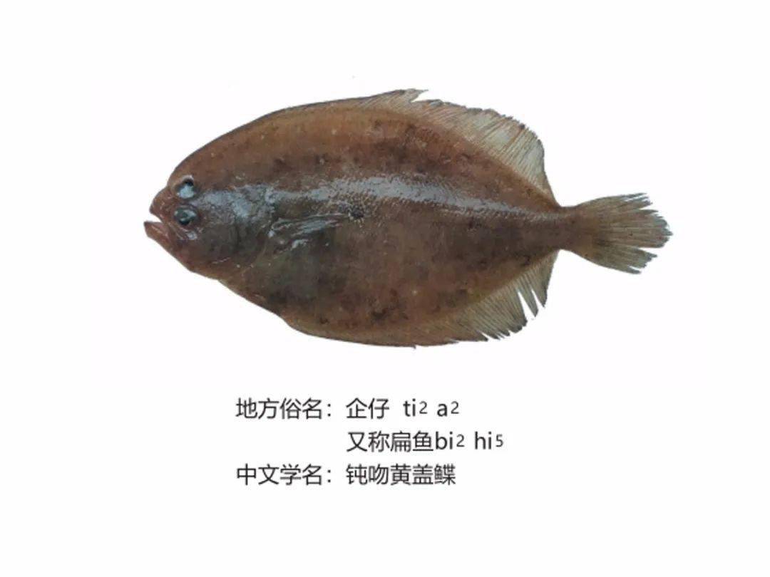 第六期东山这些常见鱼你认识吗附本地叫法音频