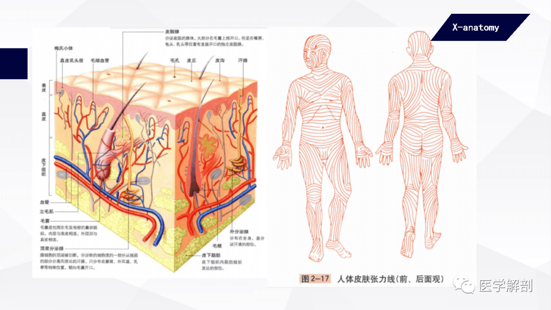 好的解剖功底,將助力你對人體生理及病理的認識.