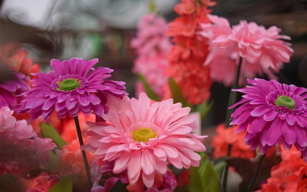 熟知非洲菊養護要點四季皆可開花養在家裡漂亮極了